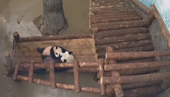 &laquo;Еще не время&raquo;:&nbsp;Московский зоопарк показал мешающую Катюше поспать днем Диндин