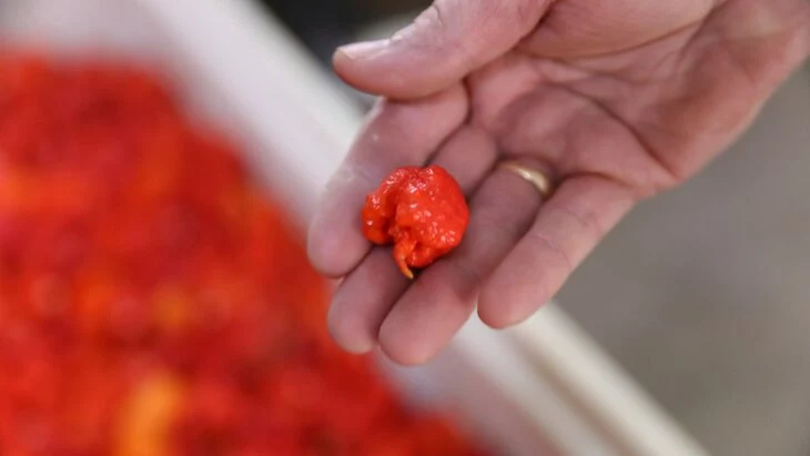 Житель Волгоградской области съел самый острый в мире перец и умер Житель Волгоградской области съел самый острый в мире перец и умер