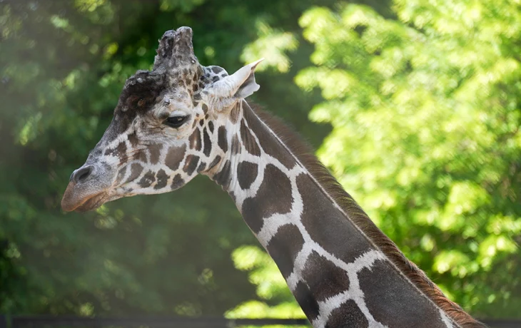 Московский зоопарк показал одно из последних видео с жирафом Самсоном Московский зоопарк показал одно из последних видео с жирафом Самсоном