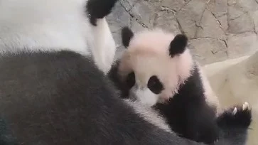 «Доверяет всем нам»: Московский зоопарк показал кормление Катюши в вольере «Доверяет всем нам»: Московский зоопарк показал кормление Катюши в вольере