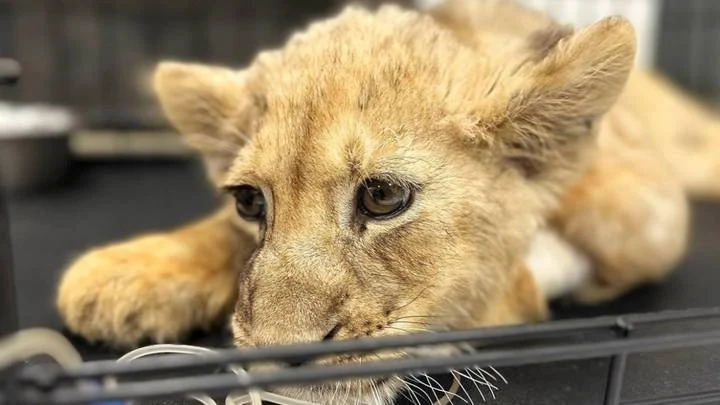 Львенка изъяли у блогера из «Москвы-сити»: подробности произошедшего, что ему грозит