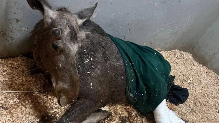 Сбитый под Истрой лосенок Илюша умер от остановки сердца Сбитый под Истрой лосенок Илюша умер от остановки сердца