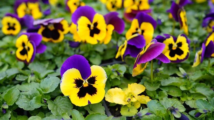 Более 32 млн однолетников украсили столичные клумбы Более 32 млн однолетников украсили столичные клумбы