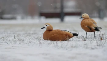 Синоптик Ильин рассказал, когда в Москве начнется метеорологическая зима