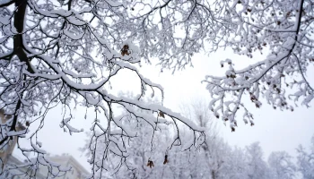 Синоптики сообщили об облачной погоде со снегом в Москве 21 января