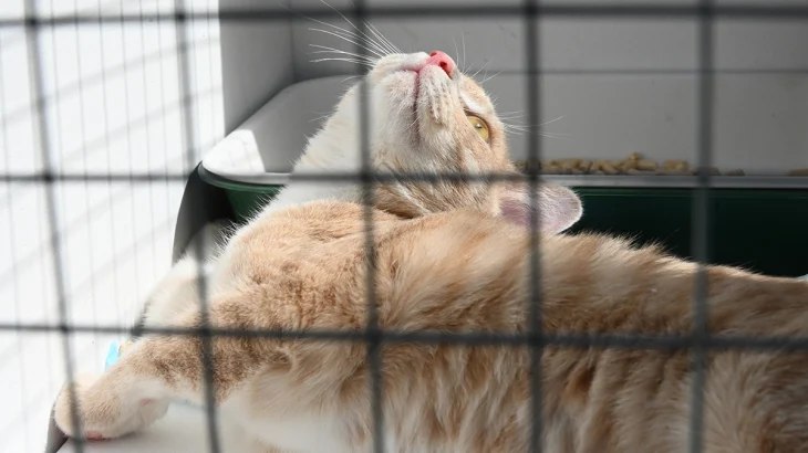 Зампред МГД: Сервис «Моспитомец» поможет найти дом большому числу животных Зампред МГД: Сервис «Моспитомец» поможет найти дом большому числу животных