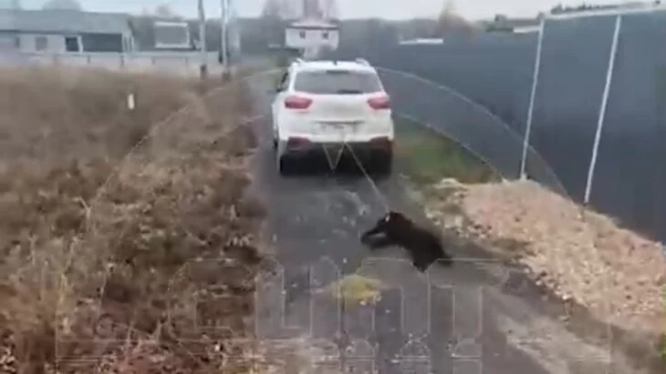 В подмосковном Клину задержали пенсионера, привязавшего собаку к машине