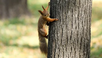 Синоптик Тишковец рассказал, когда в Москве наступит старое бабье лето