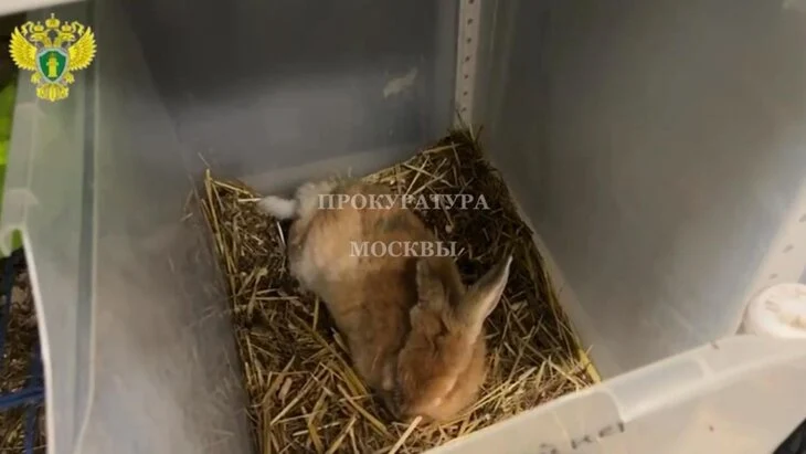 Прокуратура нашла нарушения в работе частного зоопарка в Москве Прокуратура нашла нарушения в работе частного зоопарка в Москве