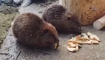 «Сухари вкуснее есть вечером»: Московский зоопарк показал кадры с трапезой бобров