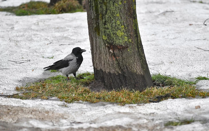 Синоптик Позднякова сообщила, когда в Москву придет метеорологическая весна Синоптик Позднякова сообщила, когда в Москву придет метеорологическая весна