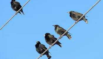 Грачи и скворцы вернулись с зимовки в столицу