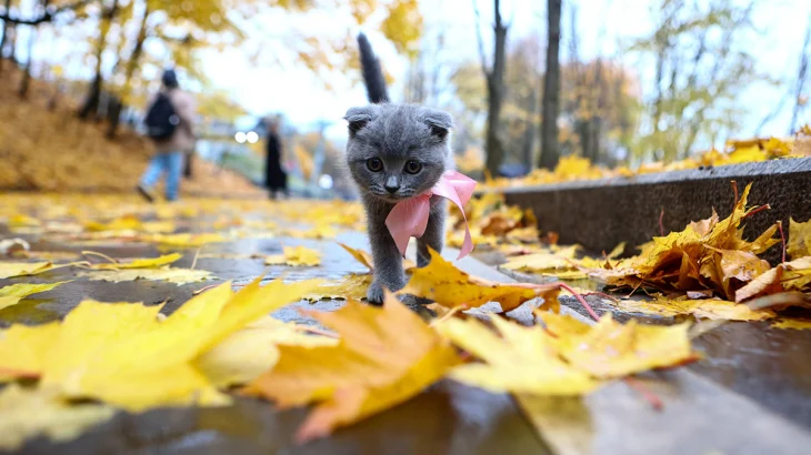 Метеоролог Позднякова рассказала, ждать ли снег и мороз в Москве до конца октября Метеоролог Позднякова рассказала, ждать ли снег и мороз в Москве до конца октября