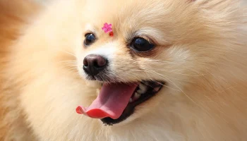 Специальные зоны для питомцев появятся в московских музеях