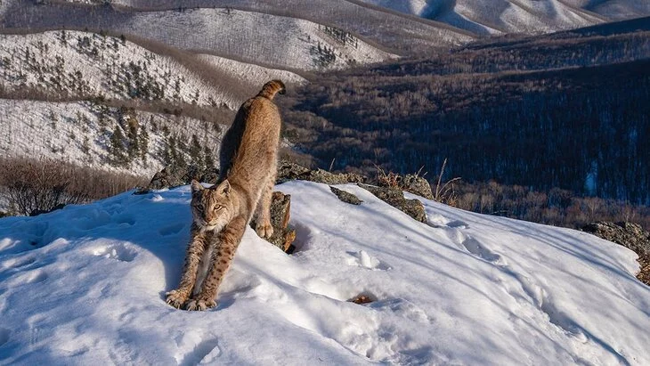 Фотограф из РФ стал лауреатом премии Wildlife Photographer of the Year