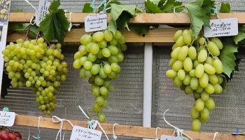 Праздник винограда пройдет в "Аптекарском огороде" 14 сентября