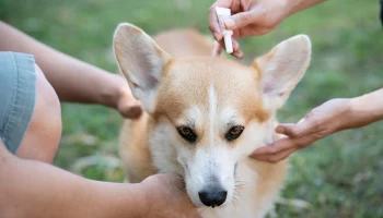 Сезон кровопийц: ветеринар Гольнева рассказала, чем обработать собак от клещей
