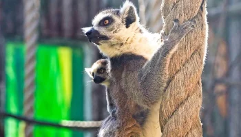 Детеныши кошачьих лемуров родились в Московском зоопарке