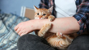 Ветеринар Шеляков рассказал, как отучить кошку будить хозяина рано утром