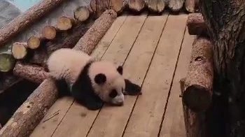 &laquo;Выпрямить лапки&raquo;: Московский зоопарк показал первое катание Катюши с горки