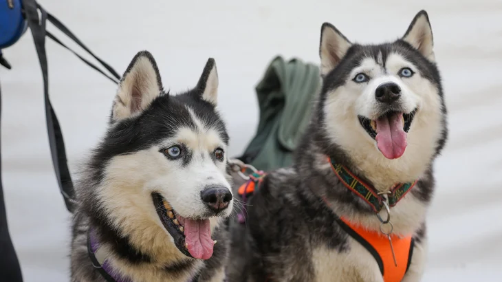 Усы, хвост и добрые дела: как москвичи помогают приютам для животных Усы, хвост и добрые дела: как москвичи помогают приютам для животных