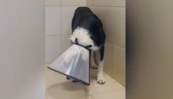 В Подмосковье возбуждено дело после обнаружения собаки со скальпированной раной головы