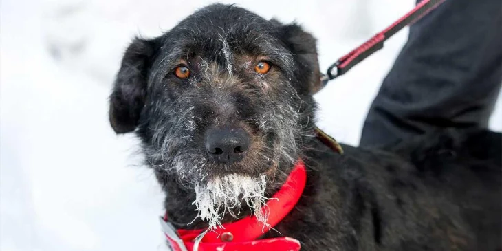 Трем собакам из приюта выберут имена на платформе «Активный гражданин — детям» Трем собакам из приюта выберут имена на платформе «Активный гражданин — детям»