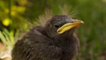 Орнитологи напомнили москвичам, как вести себя при встрече с птенцами