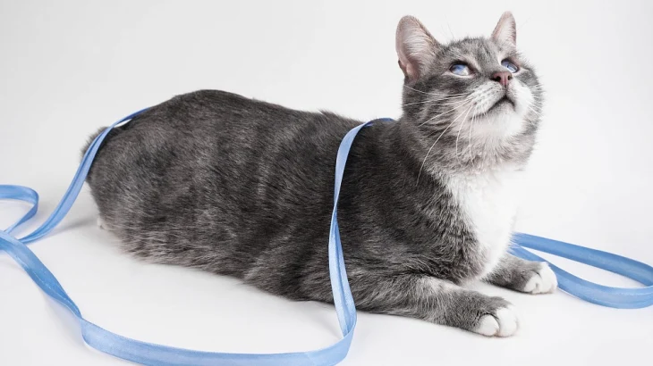 Фотографы рассказали, как проходили съемки животных из проекта «Моспитомец» Фотографы рассказали, как проходили съемки животных из проекта «Моспитомец»