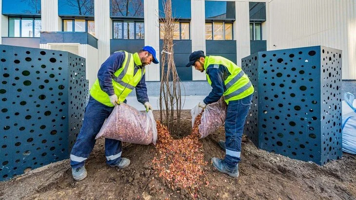 Еще около 400 деревьев высадили возле столичных поликлиник в 2025 году Еще около 400 деревьев высадили возле столичных поликлиник в 2025 году