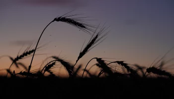 ФАО: Усугубление ситуации с продовольствием прогнозируется в 17 странах