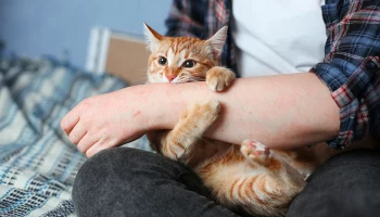 Госдума приняла проект о штрафах за плохое содержание животных