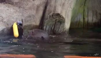 «Сняли любопытный влог»: выдрам в Московском зоопарке дали поиграть с камерой «Сняли любопытный влог»: выдрам в Московском зоопарке дали поиграть с камерой