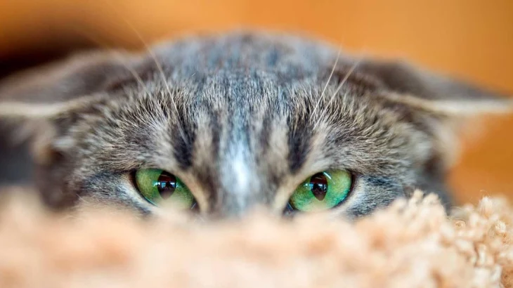 В медиабанке «Мосфото» опубликовали подборку снимков животных ко Дню кошек В медиабанке «Мосфото» опубликовали подборку снимков животных ко Дню кошек