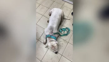 Собака получила удар током во время прогулки в Калуге