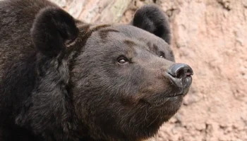 Бурый медведь Гром из Московского зоопарка начал готовиться к зимней спячке Бурый медведь Гром из Московского зоопарка начал готовиться к зимней спячке