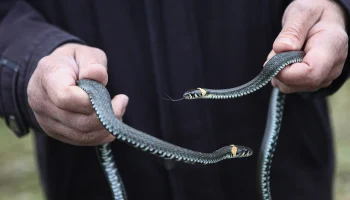 Биолог Глазков объяснил, почему в Москве раньше времени начали просыпаться ужи Биолог Глазков объяснил, почему в Москве раньше времени начали просыпаться ужи