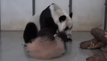 &laquo;Кунг-фу панда&raquo;: Московский зоопарк показал умело орудующую палкой Катюшу