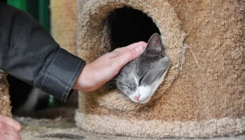 Дмитрий Куклачев поддержал бездомных животных через сервис &laquo;Моспитомец&raquo;