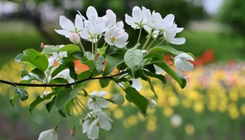 Эксперт Кунафин: предстоящие заморозки в Москве не повлияют на цветение растений