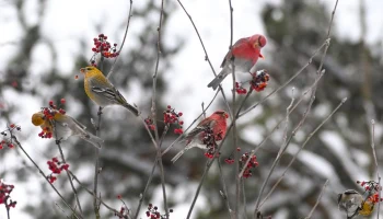 В Москве впервые за 113 лет заметили стаю редких щуров