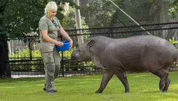 Тапира Сью переселили в летний вольер в Московском зоопарке