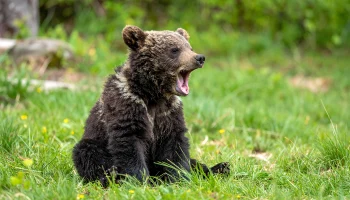 Медведь забрался в магазин в томском поселке и вынес оттуда пакет с печеньем