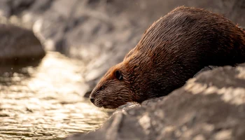 Ученый Башинский назвал самый заселенный бобрами район Москвы Ученый Башинский назвал самый заселенный бобрами район Москвы