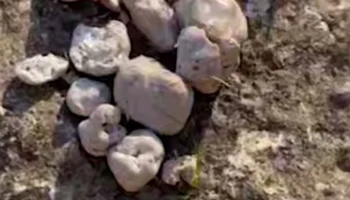 Севастопольцы обнаружили в Черном море жирные шарики из пальмового масла