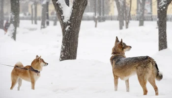 Синоптик Леус: 15 февраля стало самым холодным днем с начала года в Москве