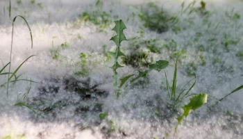 Патрулирование в московских парках усилили в период пика цветения тополей