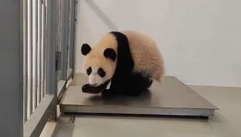 &laquo;Идет не спеша&raquo;: Московский зоопарк рассказал, как Катюша относится к взвешиванию