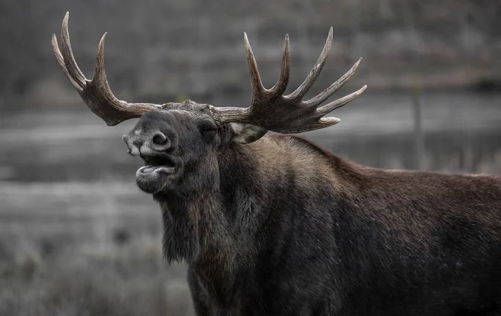 Лоси из нацпарка &laquo;Лосиный остров&raquo; впервые получили паспорта
