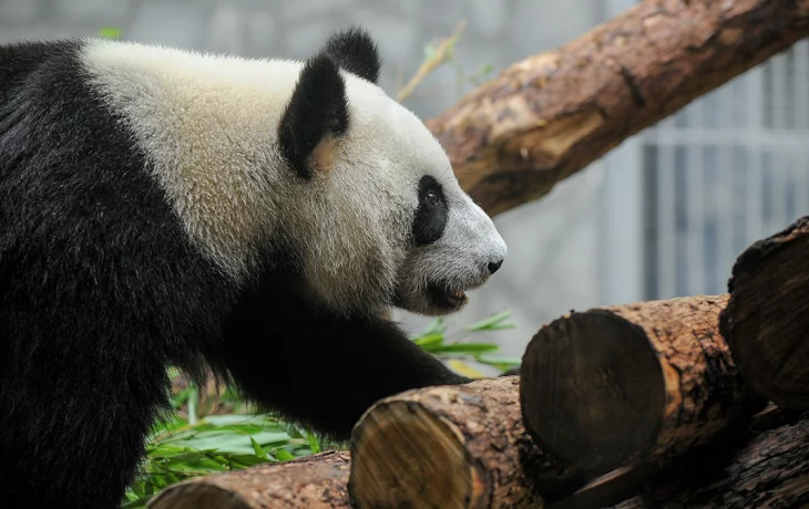 «Катюша, ну не уходи»: Московский зоопарк поделился новым видео с малышкой-пандой «Катюша, ну не уходи»: Московский зоопарк поделился новым видео с малышкой-пандой